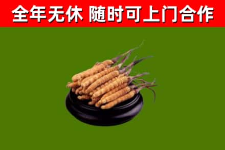 天元回收冬虫夏草