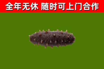 天元回收海参干